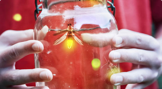 Jar of fireflies Jar of fireflies
